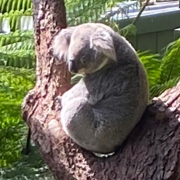 Meet your Posher, Posh - Picture 1 of 1